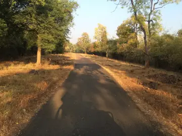 Paved forest road just inside Khutwanda gate, Tadoba