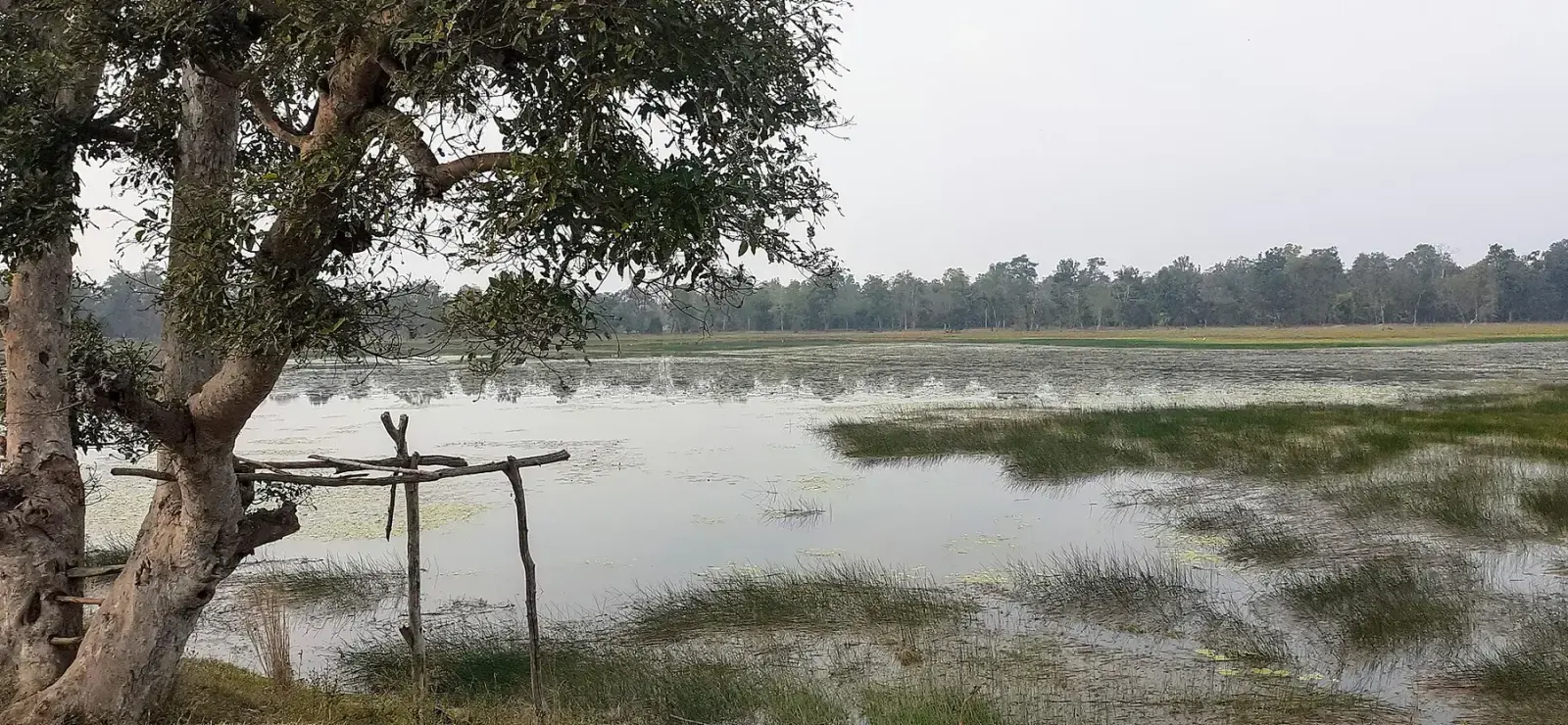 Mama Talav lake near Pimpalkhut on the way to Zari gate, Tadoba