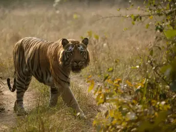 Tiger crossing grassland in the Zari–Kolsa area of Tadoba