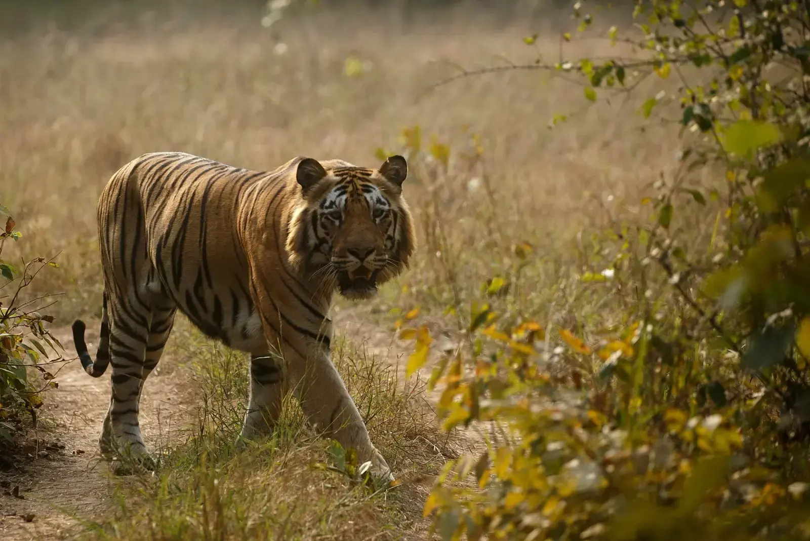 Tiger crossing grassland in the Zari–Kolsa area of Tadoba