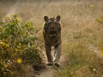 Tiger walking towards the camera in the Zari–Kolsa area of Tadoba