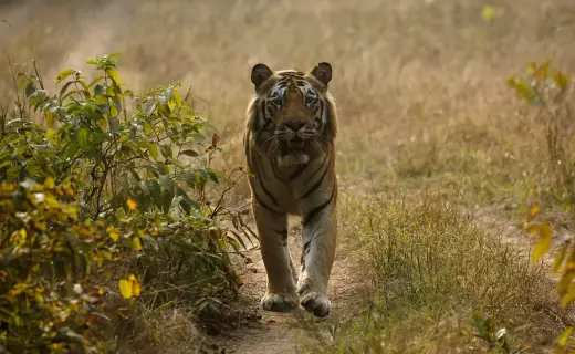 Tiger walking towards the camera in the Zari–Kolsa area of Tadoba