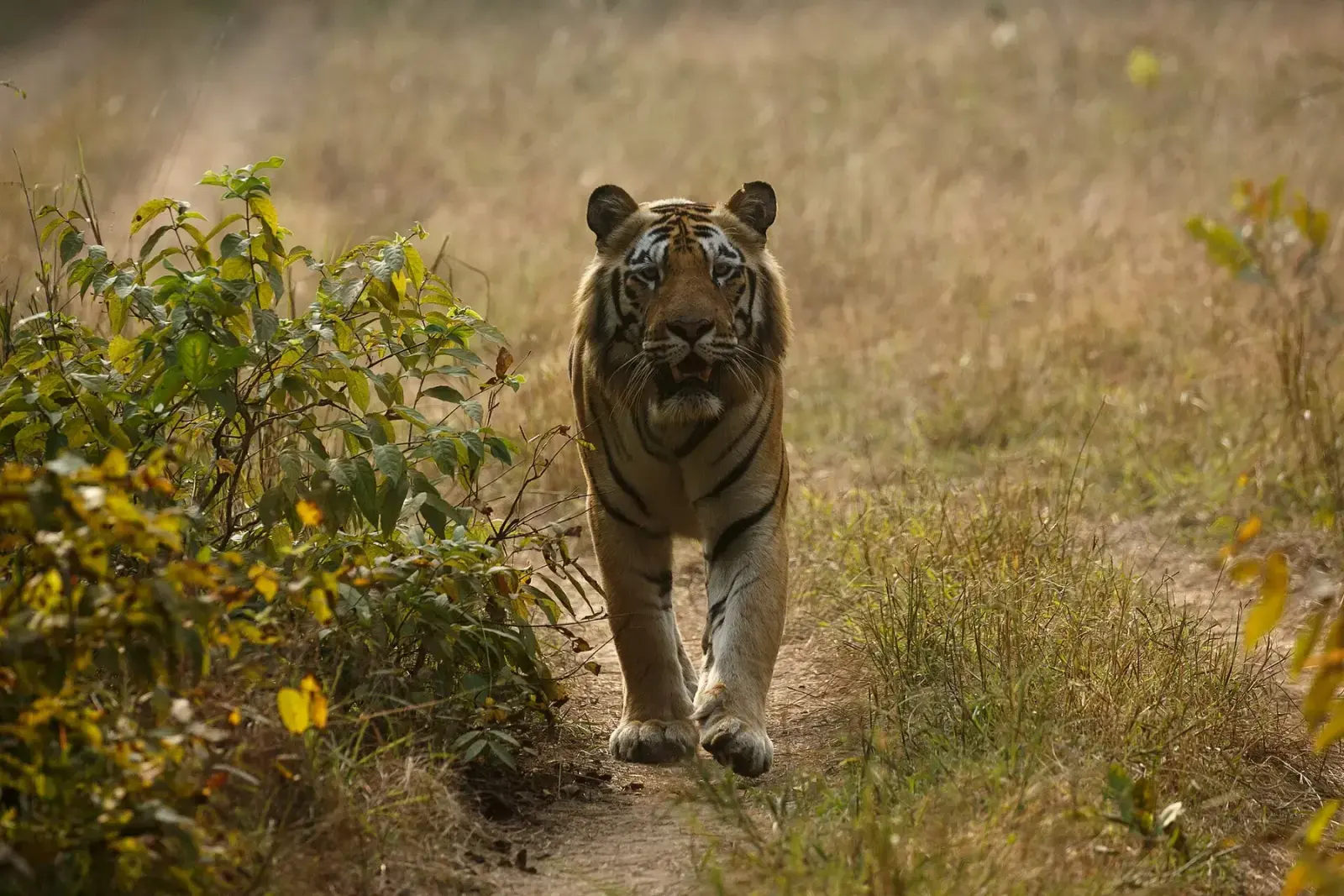 Tiger walking towards the camera in the Zari–Kolsa area of Tadoba
