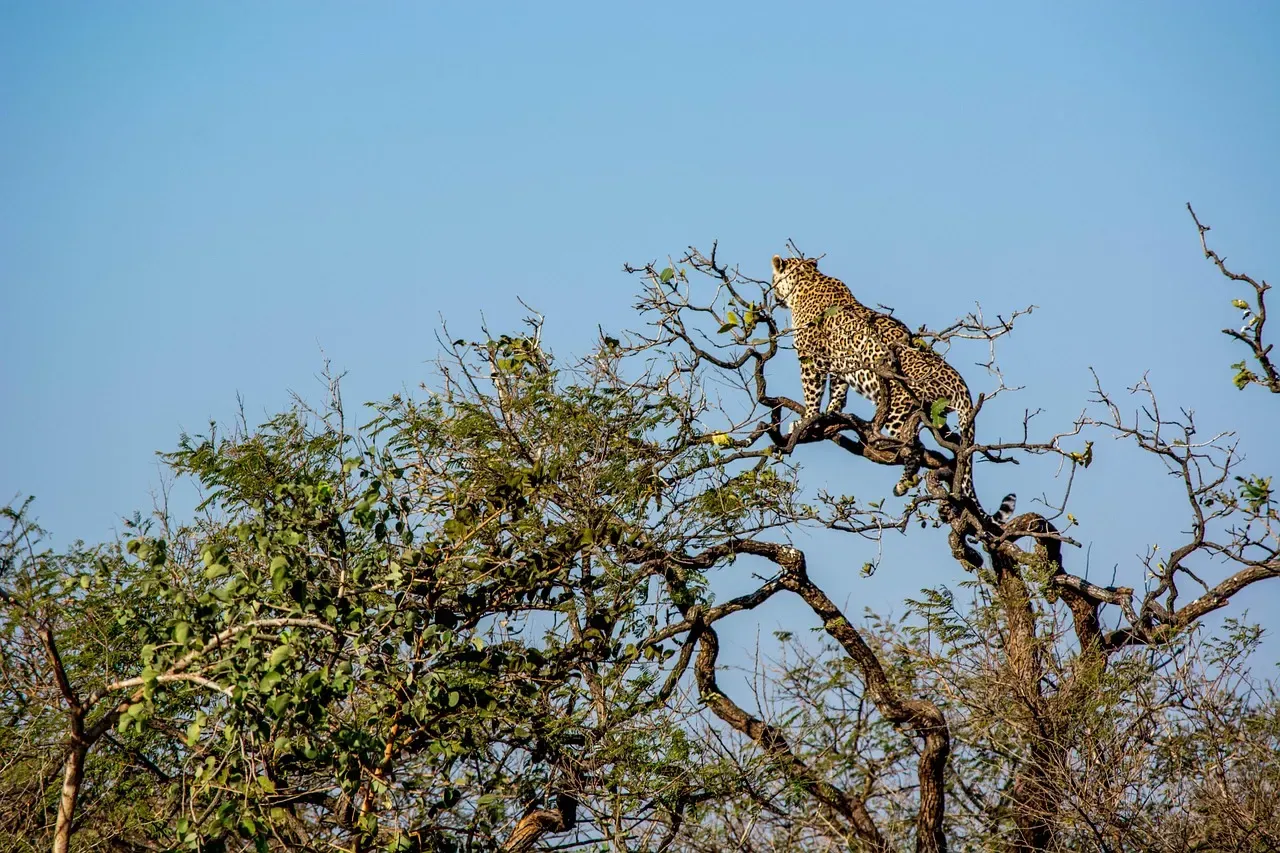Leopard climbing to the top of a tree in Gir forest, Gujarat