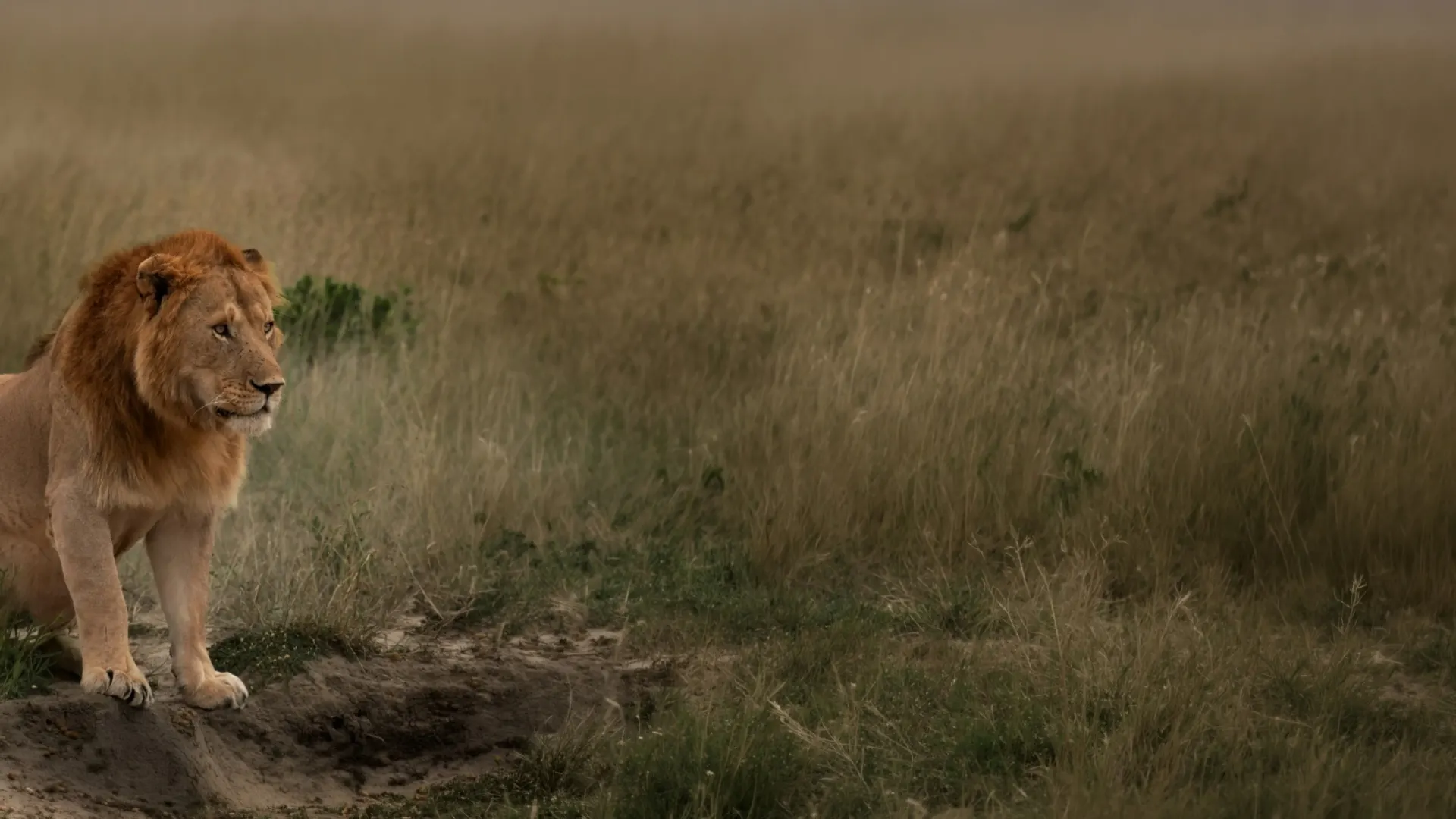 Gir safari