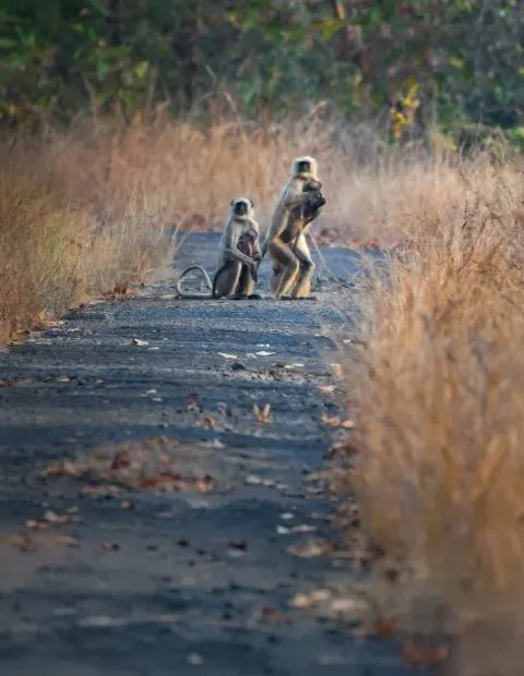 Gir Lion Safari — Gujarat