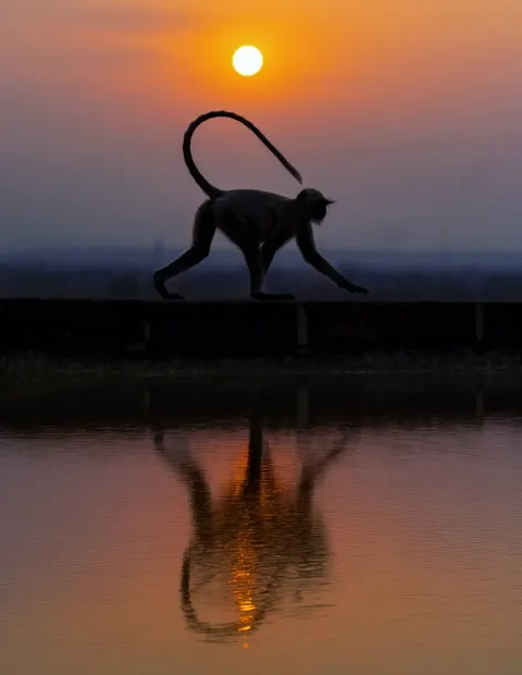 Kanha National Park Safari — Madhya Pradesh