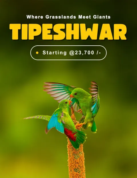 Bor Tiger Safari — Maharashtra