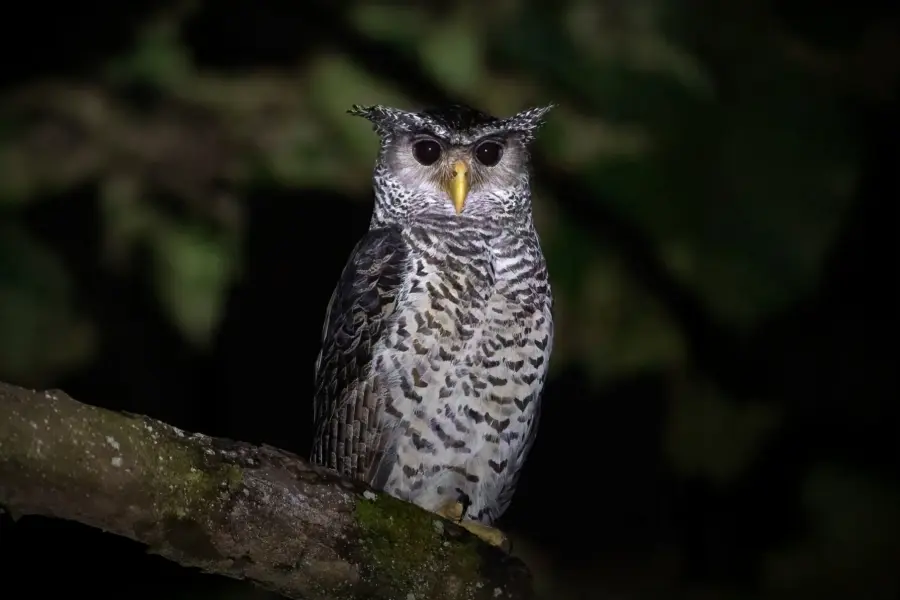 Indian eagle-owl in the buffer forest