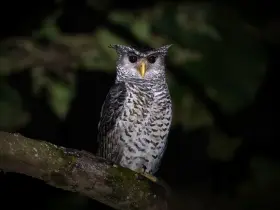 Owl in the forest