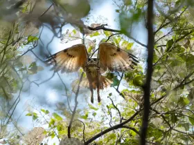 Indian giant squirrel