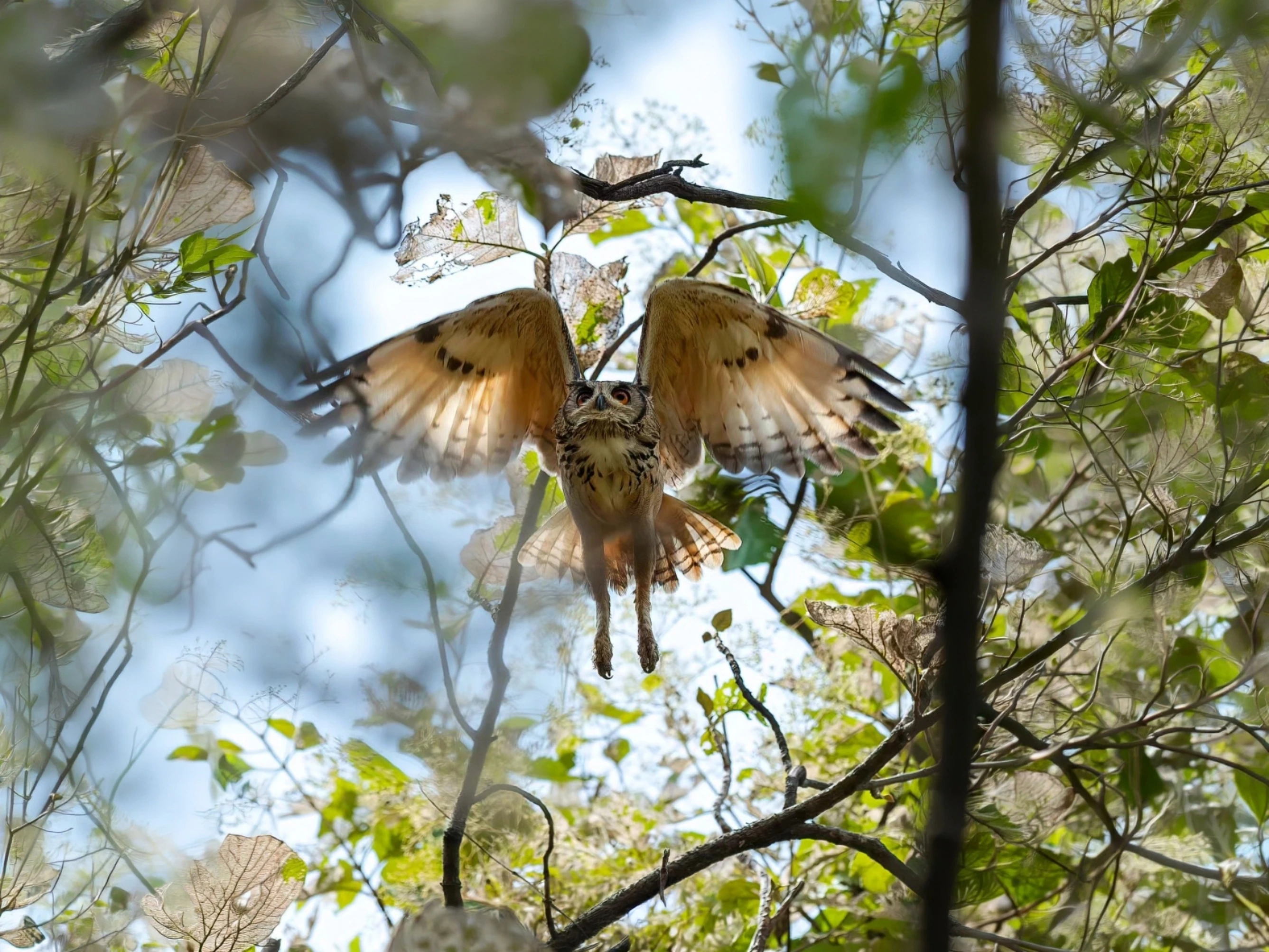 Satpura Walking & Jeep Safari — Madhya Pradesh