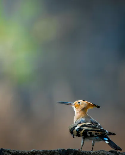 Camping Under Stars: Nights in the Central Indian Wilderness