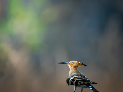Camping Under Stars: Nights in the Central Indian Wilderness