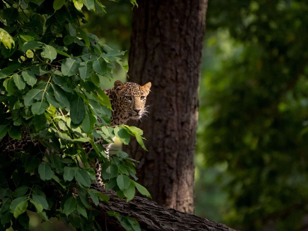 Ranthambore — Rajasthan