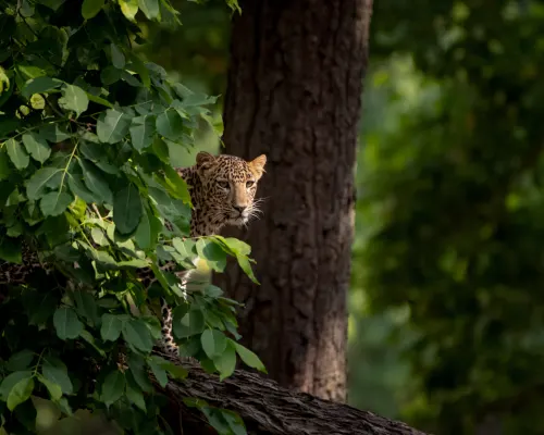 Getting to India’s jungles gallery image 3
