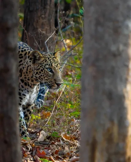 Beyond the Big Cat: The Birds of Pench