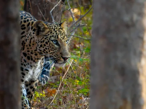 Beyond the Big Cat: The Birds of Pench