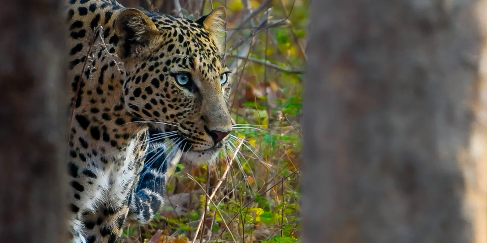 Beyond the Big Cat: The Birds of Pench
