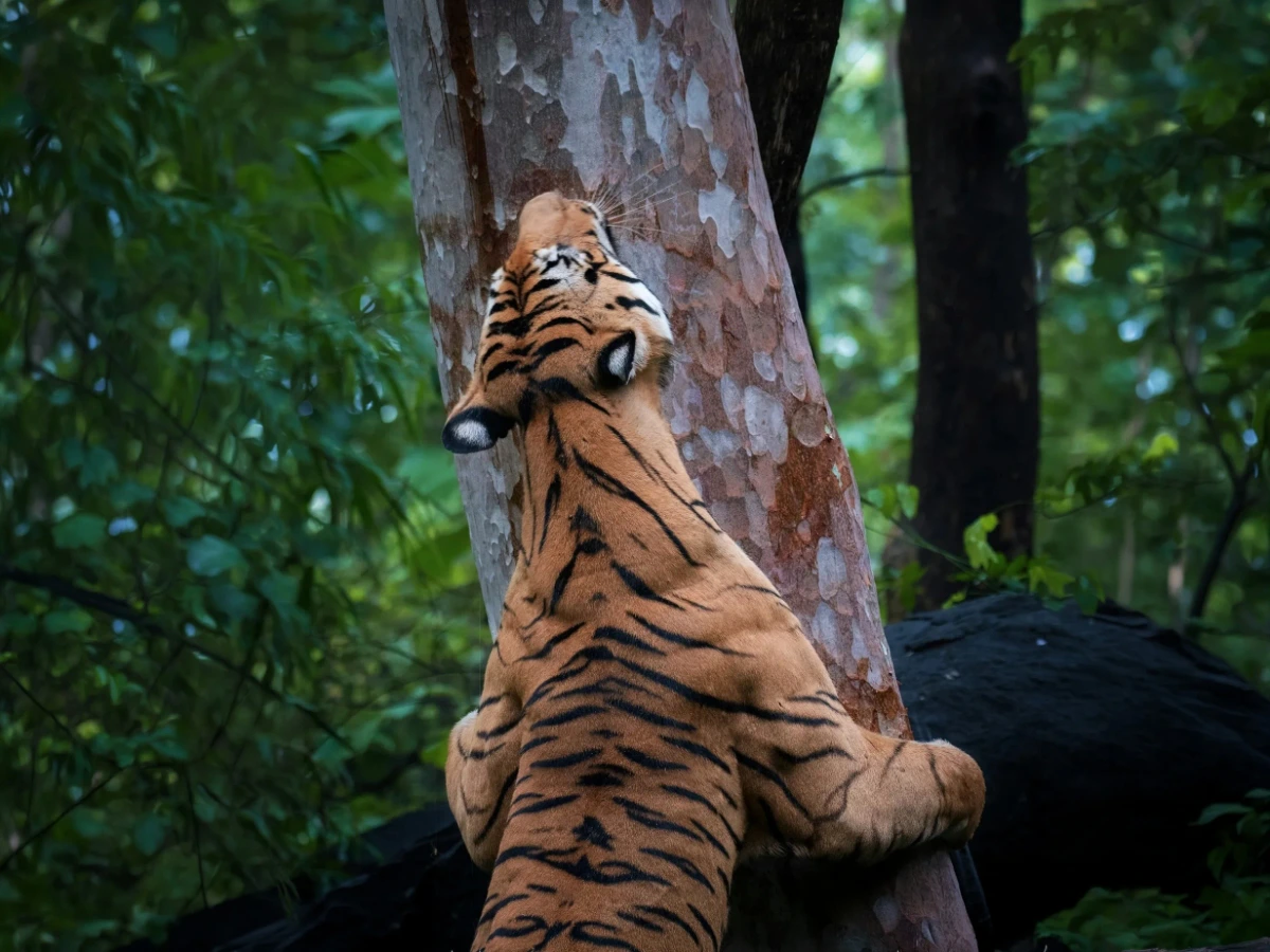 Bandhavgarh — Madhya Pradesh