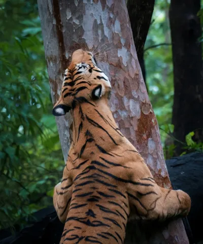 Bandhavgarh