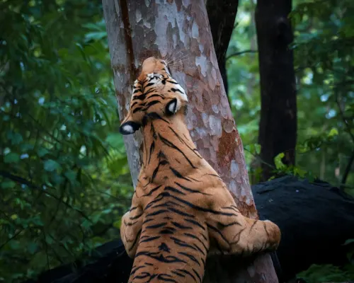 Explore jungle lodges gallery image 4