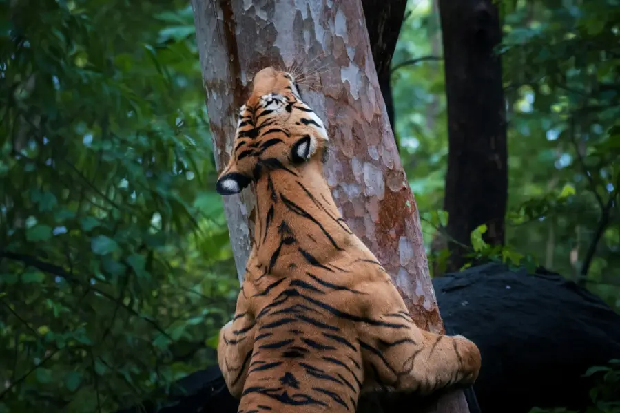 Indian leopard draped over a branch at dusk