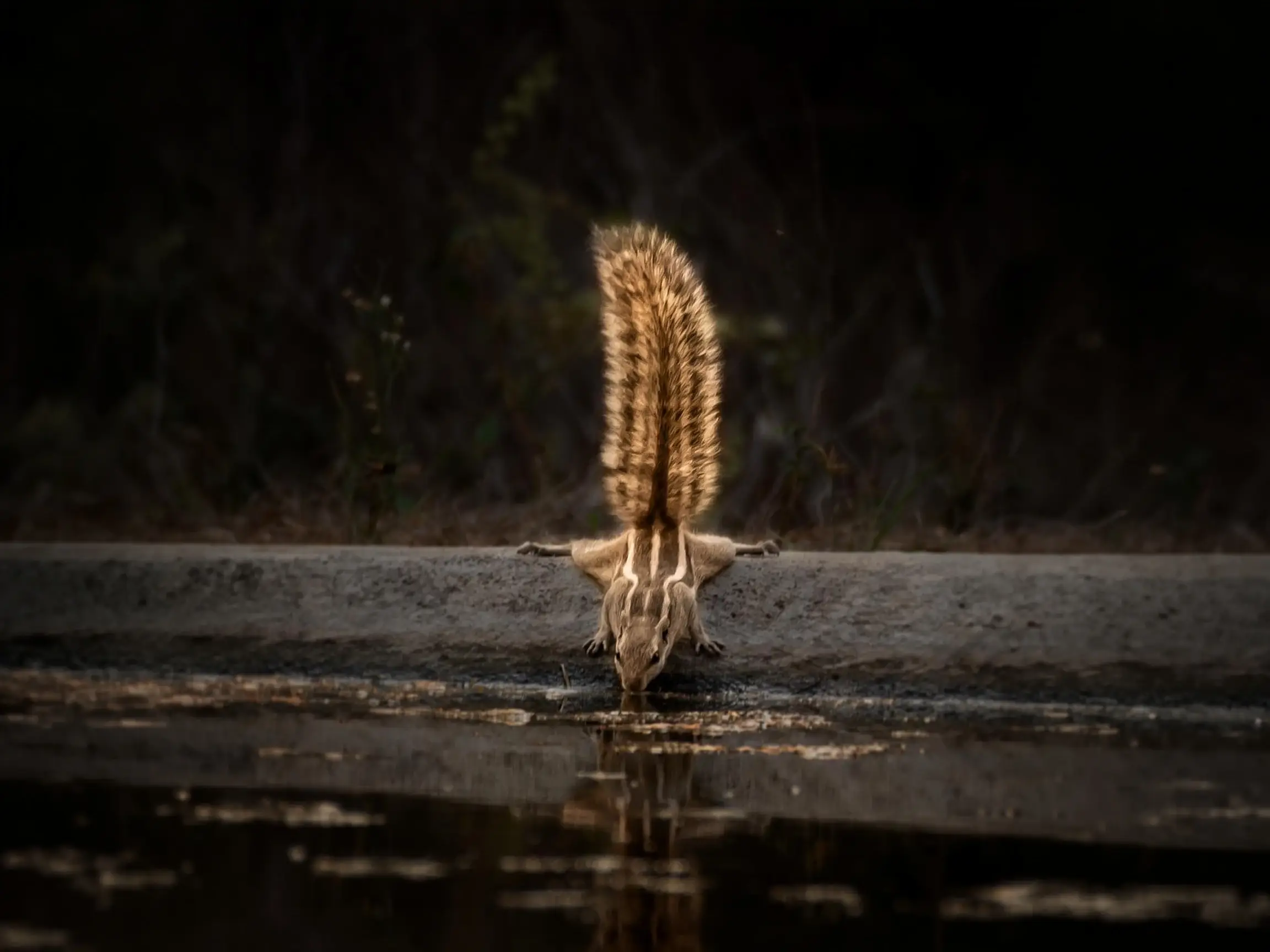 Leopard drinking at night