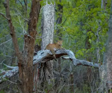 Panna Tiger Safari