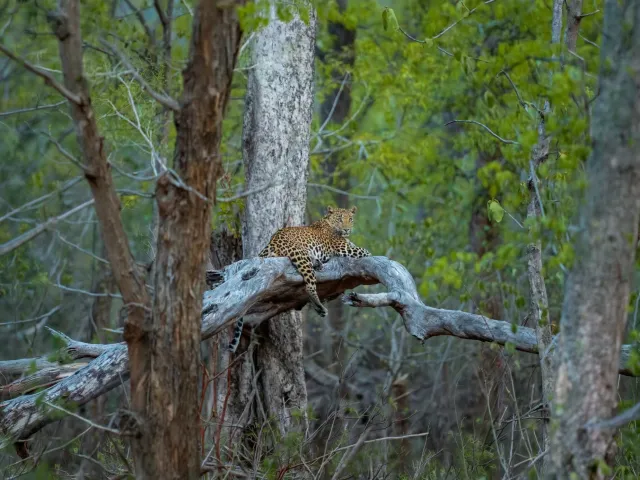 Panna Tiger Safari — Madhya Pradesh
