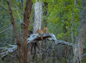 Kanha wildlife — 2-day itinerary