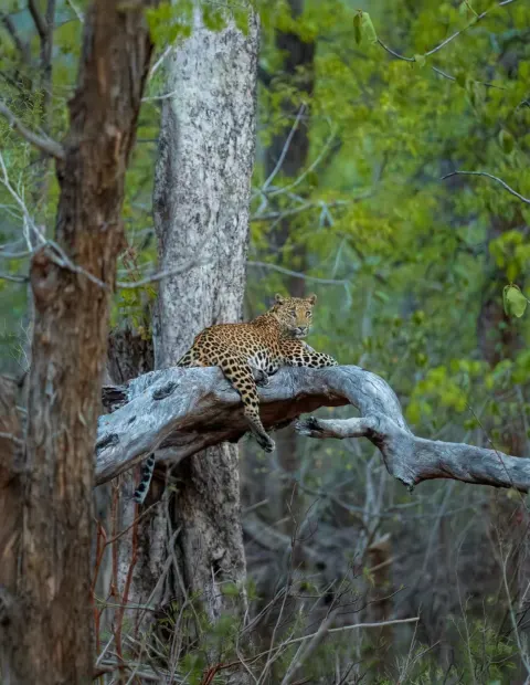 Tipeshwar Tiger Safari — Maharashtra