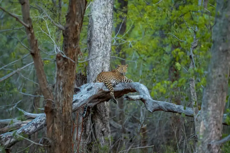 Indian leopard on the prowl