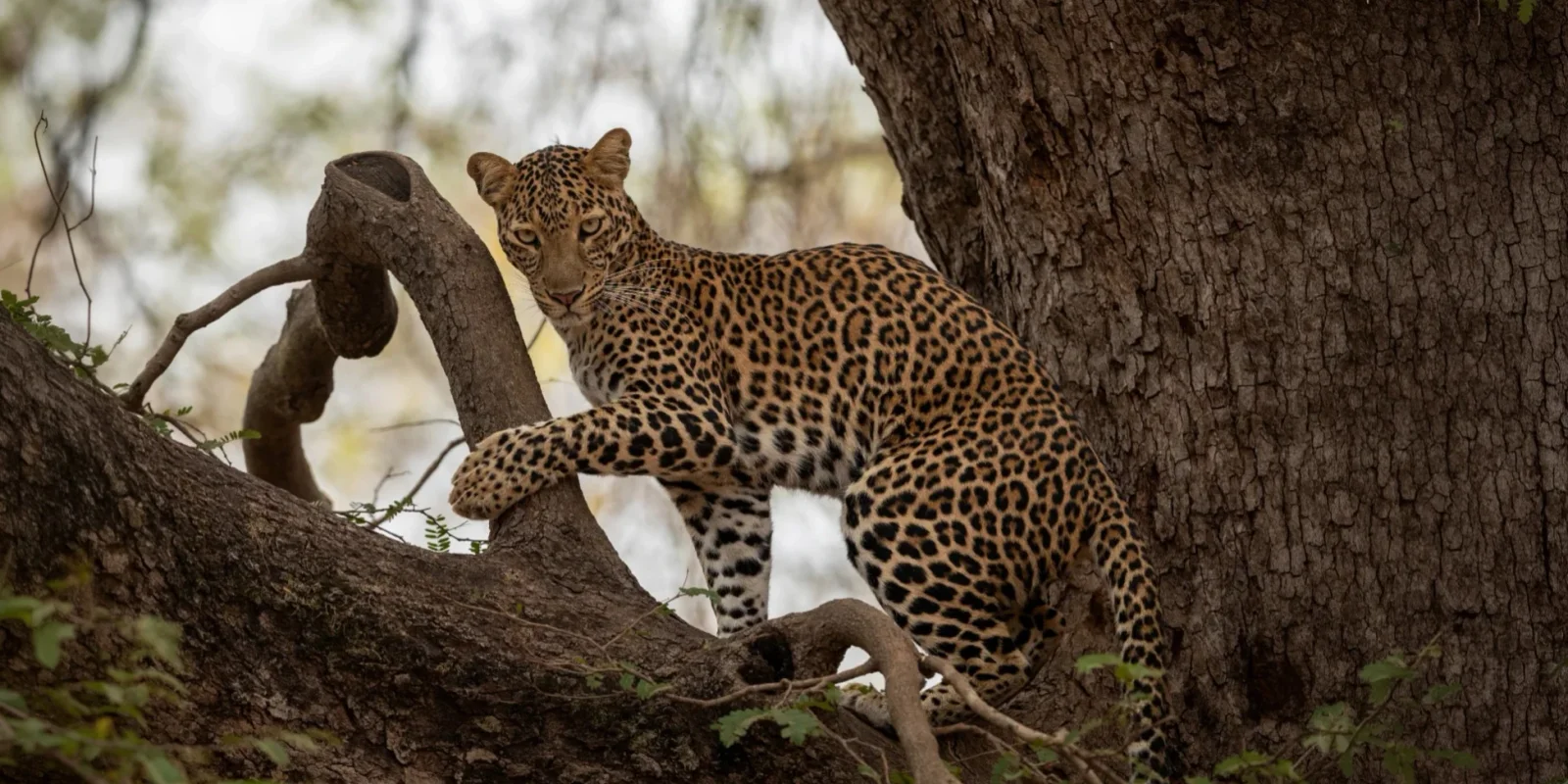 Big Cats of India Tour, Tiger Safari India, Lion Safari