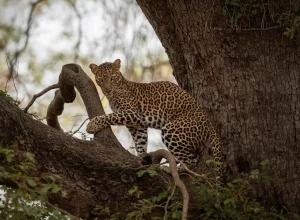 Jawai Bera wildlife — 5-day itinerary