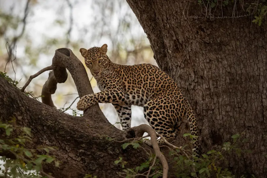 Indian leopard watching from cover