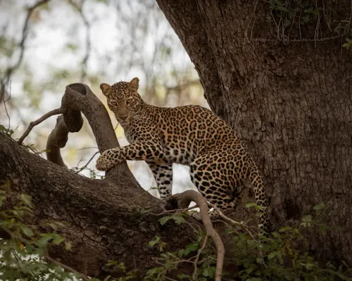 Top things to do in Tadoba gallery image 2