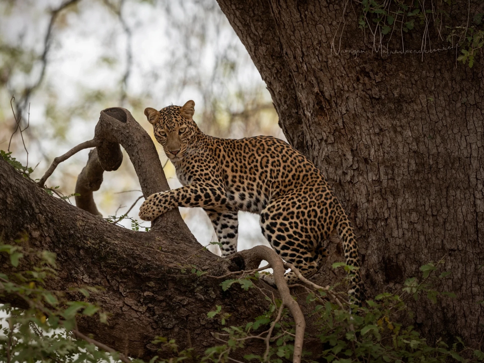Pench Tiger & Wildlife Safari — Weekend Getaway — Madhya Pradesh