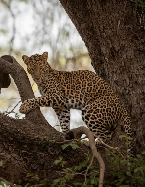 Kanha National Park Safari — Madhya Pradesh