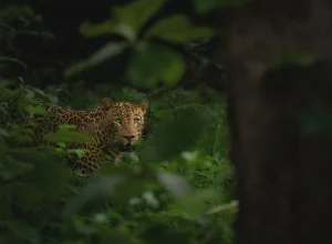 Bor wildlife — 3-day itinerary