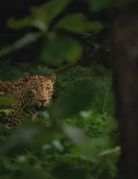 Bor Tiger Safari — Short Break — Maharashtra