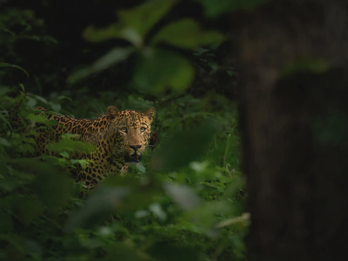 Jhalana — Rajasthan