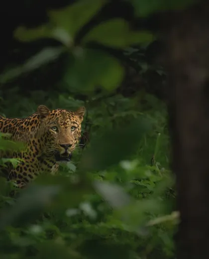 Tigers and Leopards Safari Tour: Tracking Big Cats Across Kanha, Pench and Tadoba