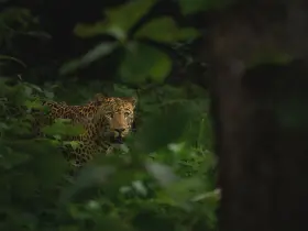 Leopard in the wild