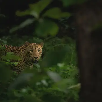 Indian Leopard