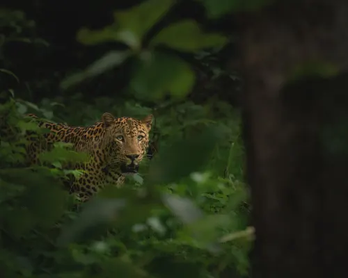 Top safaris in Kanha gallery image 5