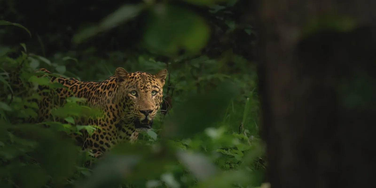 Tigers and Leopards Safari Tour: Tracking Big Cats Across Kanha, Pench and Tadoba