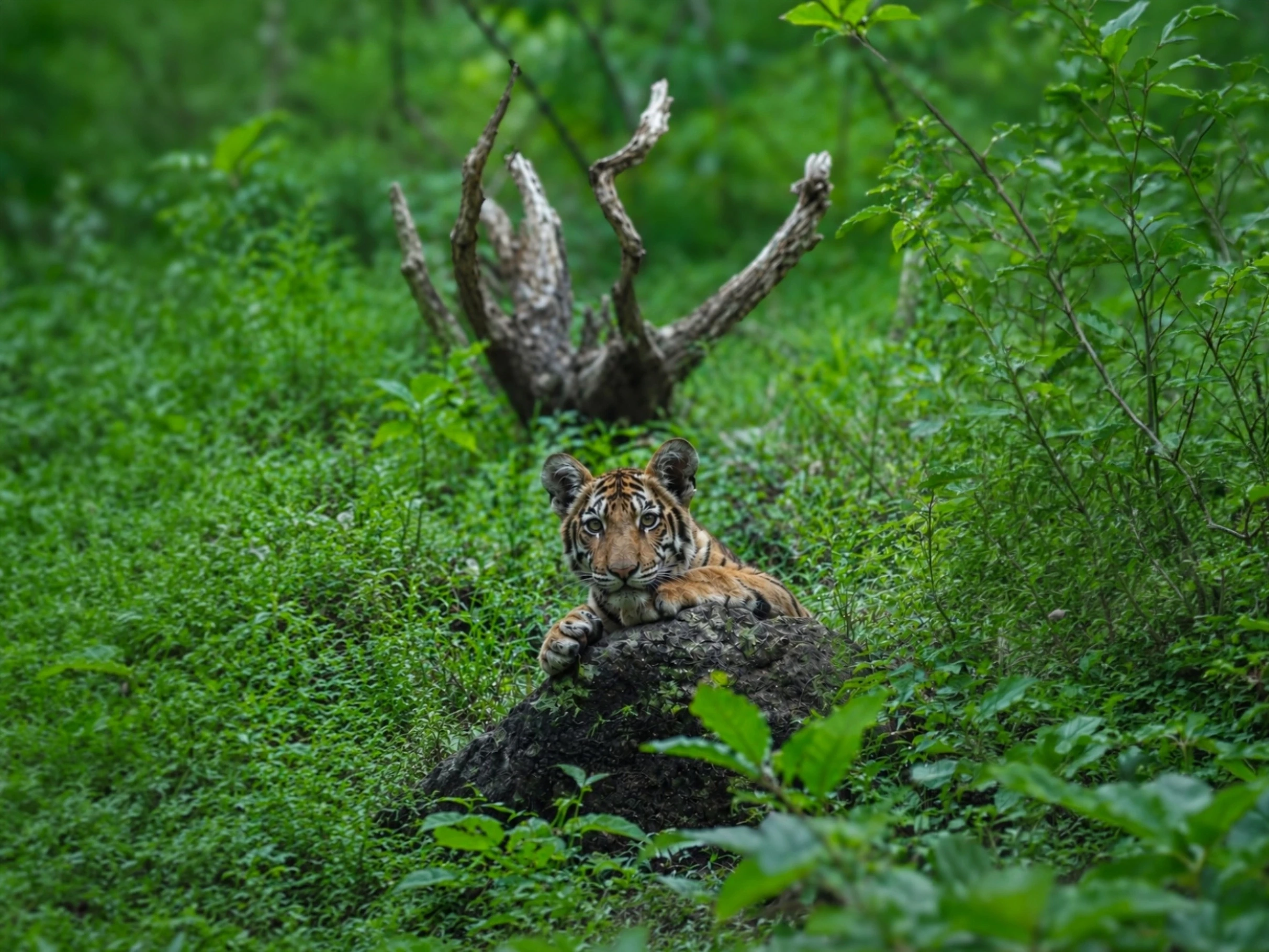 Umred Karhandla Wildlife Safari — Maharashtra