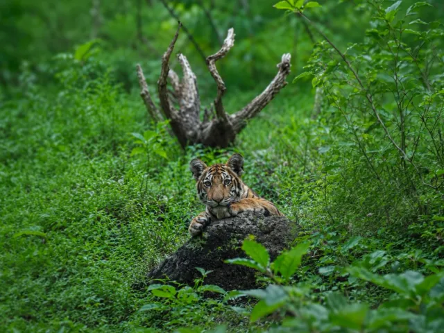 Umred Karhandla Wildlife Safari — Maharashtra