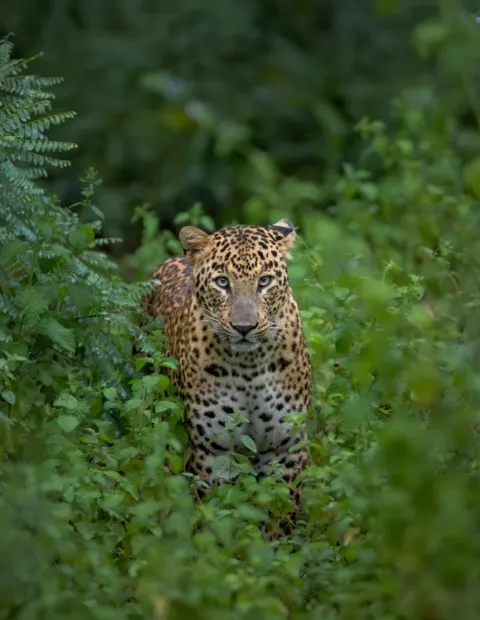 Tipeshwar Tiger Safari — Grand Safari — Maharashtra